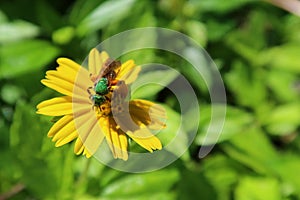 Green bee on yellow flower in the garden, closeup