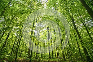 Green beech forest in the spring in vibrant colors