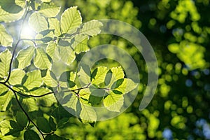 Green beech leafs background