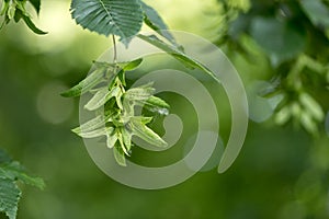 Green Beech tree  in summer in front of blurred background with immature beechnuts