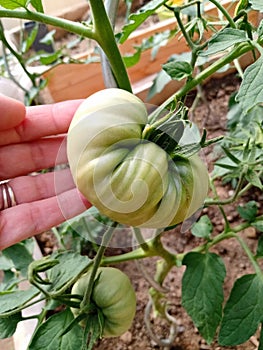 Green beefsteak tomato ripening on the vine