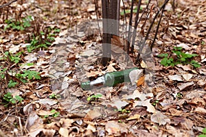 Green beer bottle on the ground in the forest