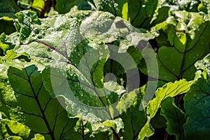 Green beet leaves with purple veins. Growing vegetables on farm. Fresh herbs for borscht. Ingredient in vegetarian salad