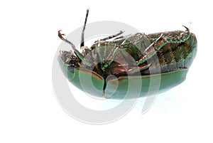 Green beetle