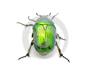Green beetle