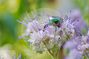 Green beetle