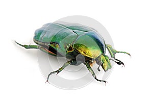 Green beetle