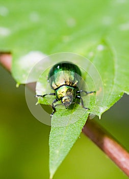 Verde un insecto 