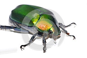 Green Beetle