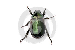 Green Beetle (Anomala albopilosa)