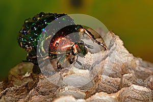 Green beetle on the beehive photo