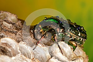 Green beetle on the beehive photo