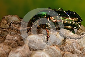 Green beetle on the beehive photo