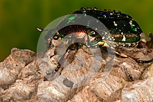 Green beetle on the beehive photo