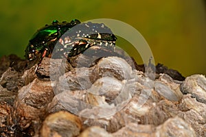 Green beetle on the beehive photo