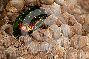 Green beetle on the beehive photo