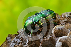 Green beetle on the beehive photo