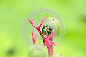Green beetle bugle on the leaf has a blurred nature