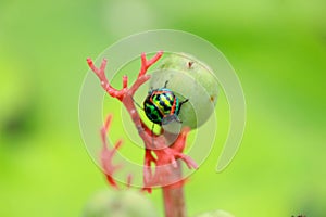 Green beetle bugle on the leaf has a blurred nature.