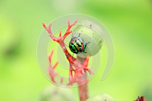 Green beetle bugle on the leaf has a blurred nature