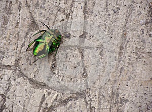 Green beetle