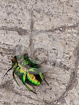 Green beetle