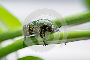 Green beetle crawling on a leaf, macro closeup