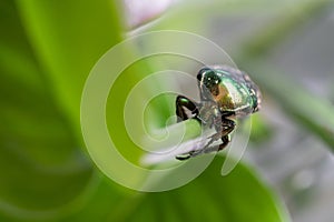 Green beetle crawling on a leaf, macro closeup