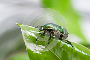 Green beetle crawling on a leaf, macro closeup