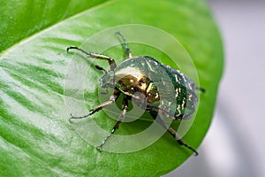 Green beetle crawling on a leaf, macro closeup