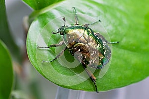 Green beetle crawling on a leaf, macro closeup