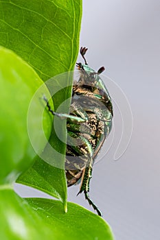 Green beetle crawling on a leaf, macro closeup