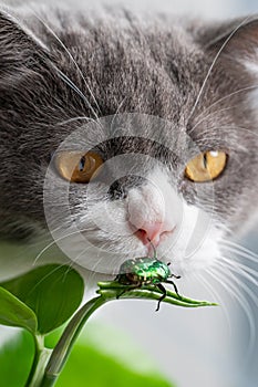 The green beetle crawls on a leaf and a cat looks at it
