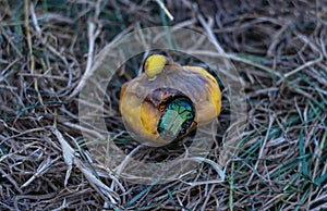 A green beetle is eating a fig