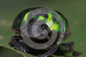 Green Beetle-Ecuador