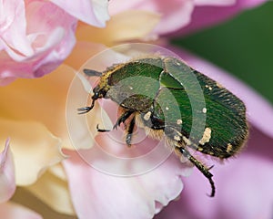 Green beetle feeding on a flower