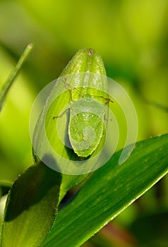 Green beetle on floral bud of lily