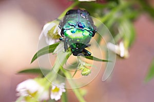 Green beetle on a flower. Dung beetle. Beetle in nature.