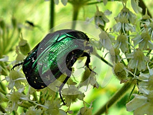 Green beetle in the foreground perched on small flowers with very unfocused background and intense green colors