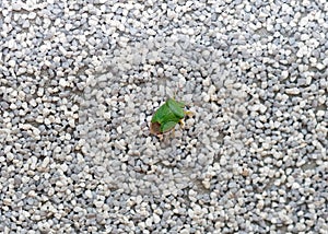 Green beetle on a gray wall.