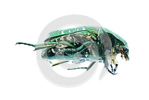 Green beetle insect rose chafer