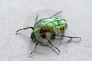 The Green beetle, macro close-up