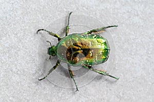 The Green beetle, macro close-up