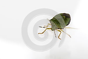 A green Beetle (Palomena Prasina) on white.