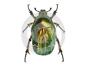 Green beetle or Rose chafer, cetonia aurata, isolated on white background, detailed makro top view