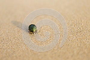 Green beetle on sandy beach