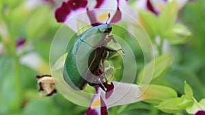 Green beetle sitting on purple flower