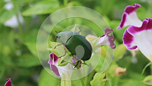 Green beetle sitting on purple flower