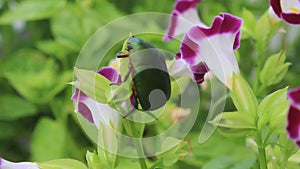 Green beetle sitting on purple flower