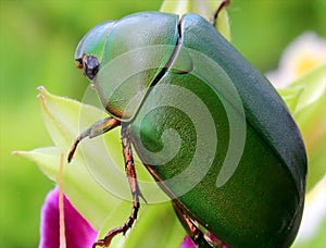 Green beetle sitting on purple flower